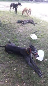 Galgos liberados