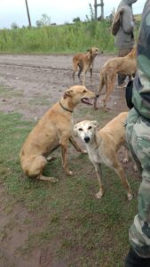Galgos liberados